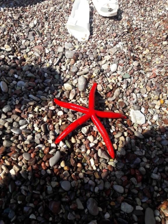 Апартаменты Sea Star Apartment Добра-Вода